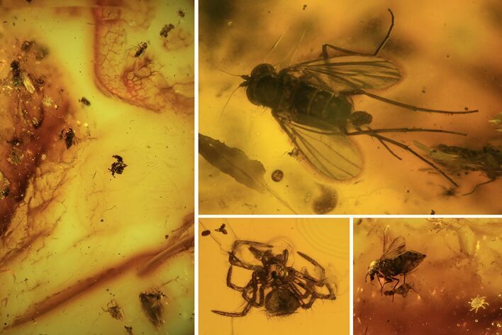 Detailed Fossil Flies, Ant & Spider In Baltic Amber #105523
